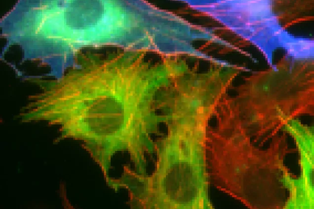Immunofluorescence illustration for Molecular Cancer Research group.