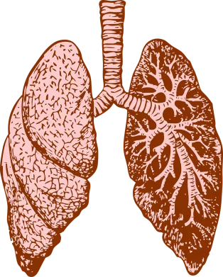 Graphic image of the outside and inside of lungs.